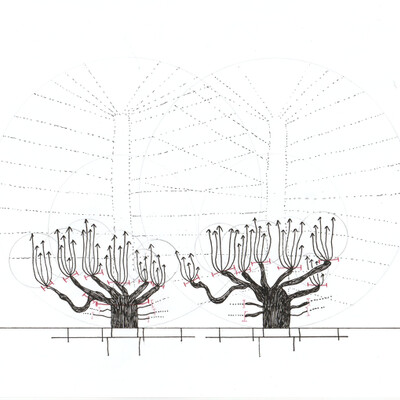 Cartographies of Living Systems FS21: Modified Trees