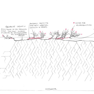 FS23 Cartographies of Living Systems: Life Forms