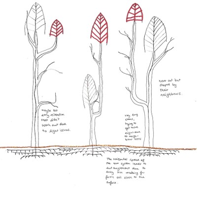 FS23 Cartographies of Living Systems: Modified Trees