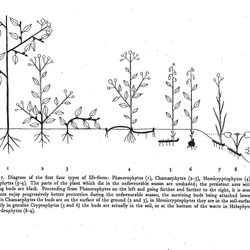 Plant Life Forms. C, Raunkiaer, 1937