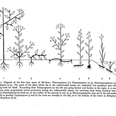 Plant Life Forms. C, Raunkiaer, 1937